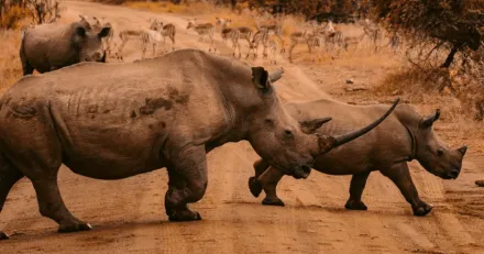 Africa Oil rusade vidare