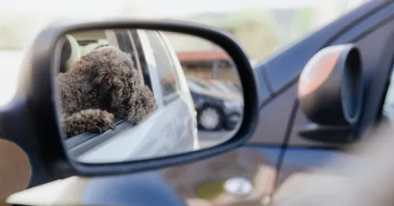 Veckan i backspegeln v08