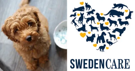 Haller stodet i Swedencare