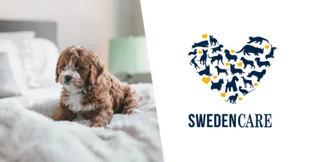 Teknisk analys Swedencare