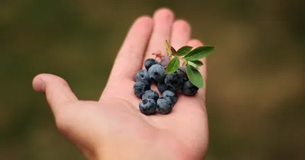 Veg of Lund Vaxtbaserad uppstickare
