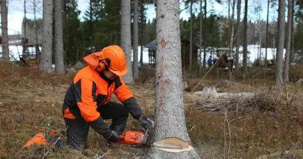 Bergs Timber Sallan skadad hogkonjunktur