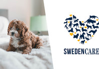 Market Buzz – Swedencare och Norwegian