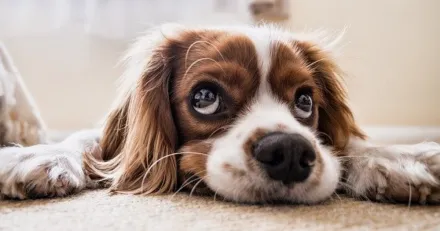 Veckans affarscase Swedencare