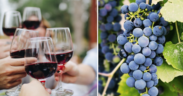 Viva Wine Group – Länge leve vinet