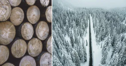 Lang konsolideringsfas i Bergs Timber