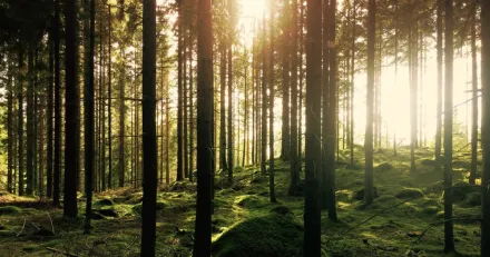 Veckans affarscase Stora Enso