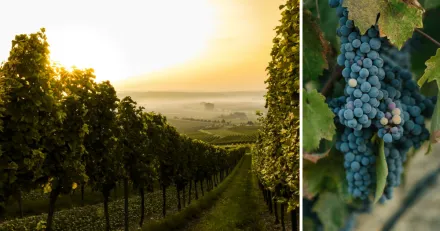 Viva Wine Group En favorit i oroliga tider