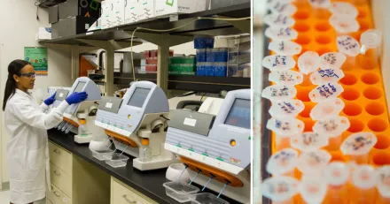 Calliditas vinnare pa stark bors