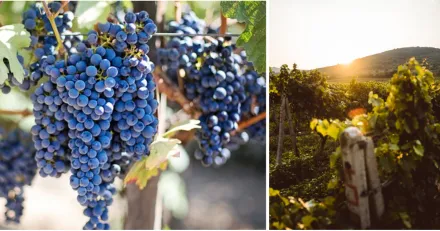 Viva Wine Group Passar aven i samre tider