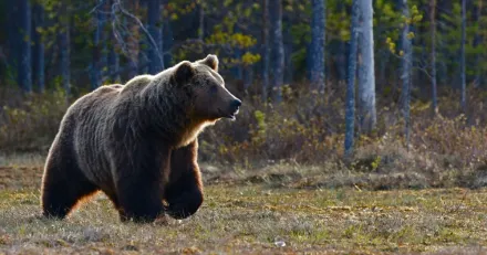 Dags for bjornen att ga i ide