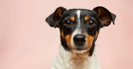 Market Buzz Swedencare och Scandi Standard