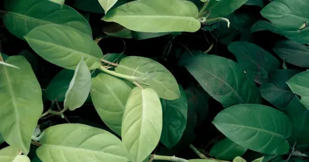 Stockpicker Fund Timer 104