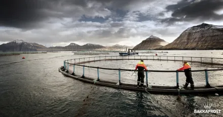 Market Buzz Bakkafrost och Pandora