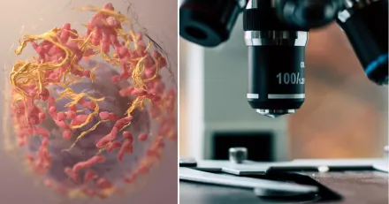 Small Cap Stor rabatt i Alligator Bioscience nyemission