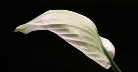 Small Cap Peptonic Medical tecknar exklusivt avtal