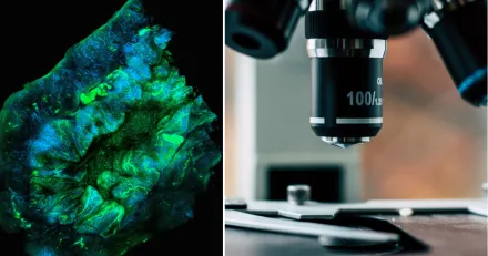 Alligator Bioscience Bulldegen i ugnen