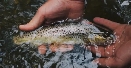 Nekkar Antligen borjar det rora pa sig