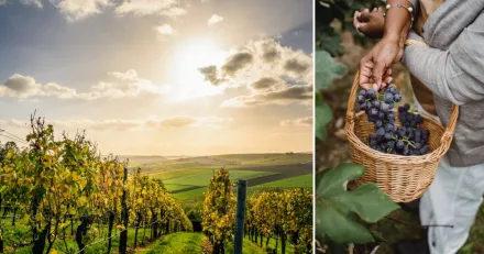 Viva Wine Mycket att gilla