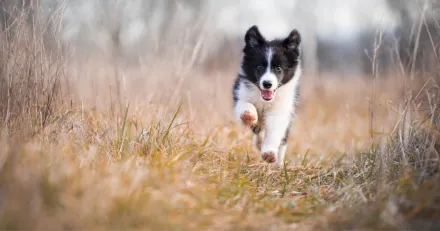 Vimian Palitlig tillvaxtmaskin