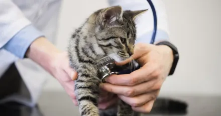 Market Buzz Vimian och Lundin Mining