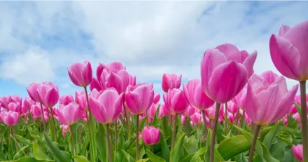 Green Landscaping Narmar sig rattvis vardering