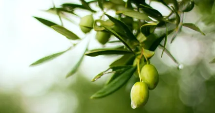 Small Cap OptiCept rusade pa stororder