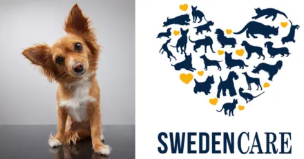 Market Buzz Swedencare och Nordea