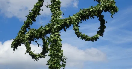 midsummer 4322903 1920