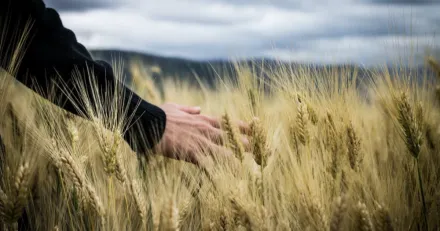 Small Cap Upprekyl i Cinis Fertilizers