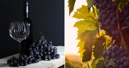 Viva Wine Group Gor allt ratt i Norden