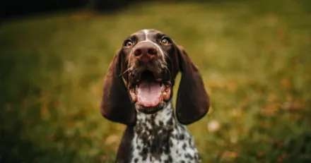 Market Buzz Swedencare och Astrazeneca High Quality