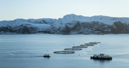 Market Buzz Mowi och Dynavox High Quality