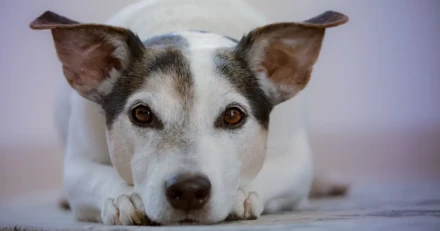 Market Buzz Dometic och Swedencare High Quality