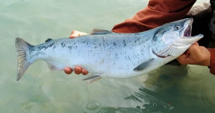 Market Buzz Mowi och Alleima High Quality