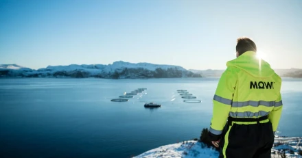 Market Buzz Mowi och Boliden High Quality