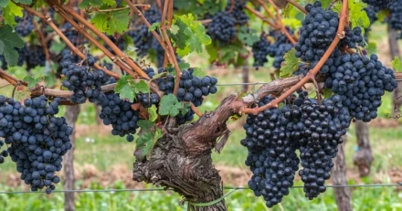 Viva Wine Group Strker nrvaron i Europa High Quality