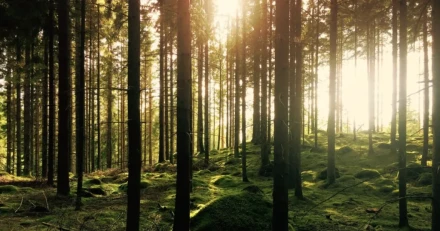 Vi oppnade position i Stora Enso