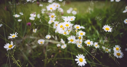 niklas veenhuis Q0AXQ8UctBc unsplash