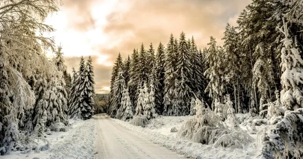 pigoff photography zSGFGTed0zw unsplash