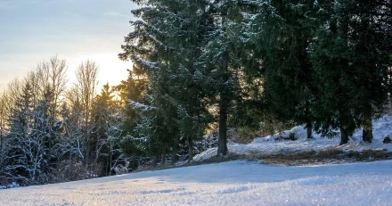 winter forest 7677111 1920