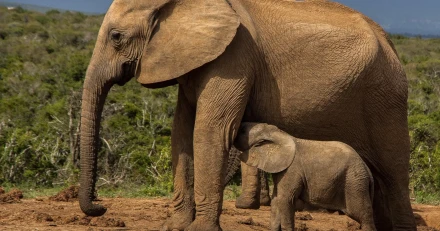 rorycurrin elephant 3093097 1920